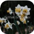 Daffodils Weather天气  V1.1